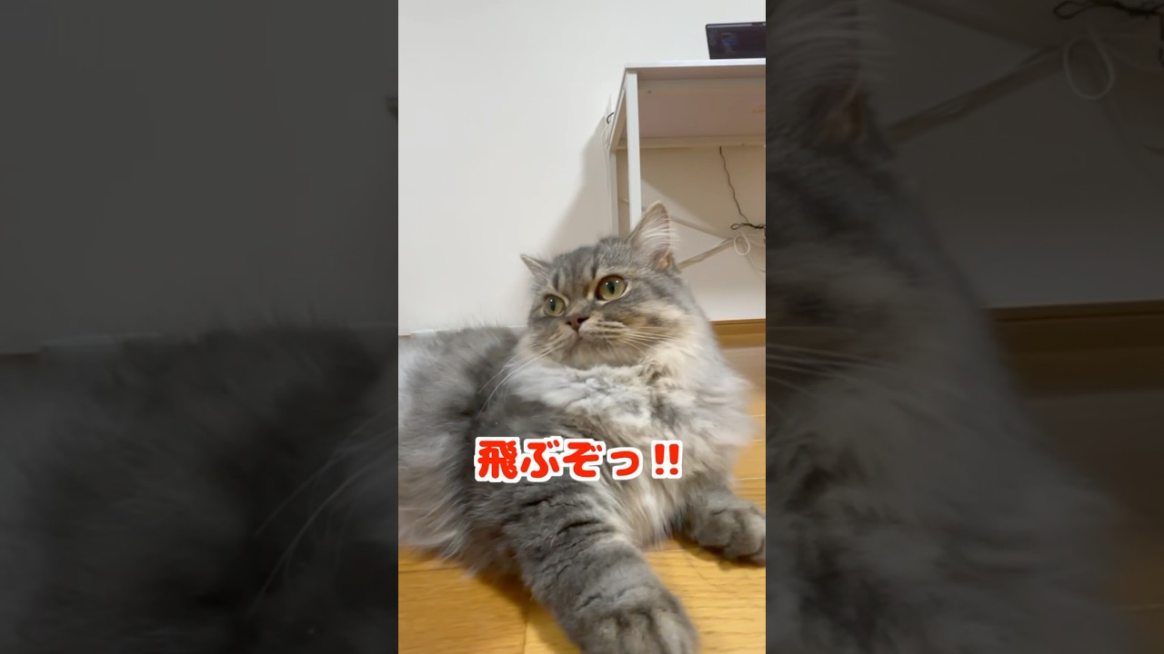 大好きな匂いで覚醒するマンチカンごこちら😻　#猫　#ねこ　#マンチカン　#長州力　#飛ぶぞ　#ロイヤルカナン　#cat