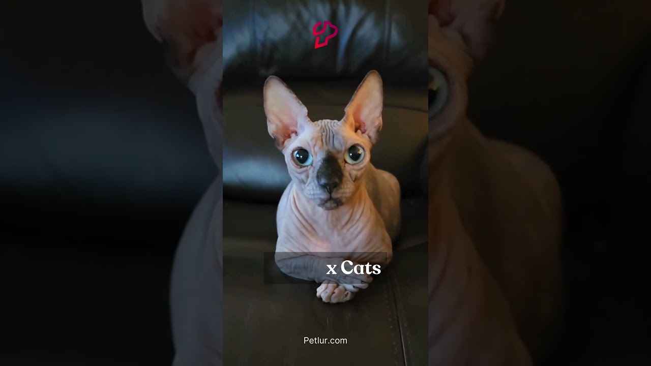 Part 1 | 15 Hypoallergenic Cats for People With #allergies  #youtubeshorts #shorts #petlur