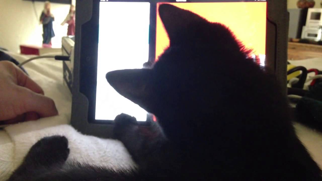 Havana Brown Kitten Discovers Gestures