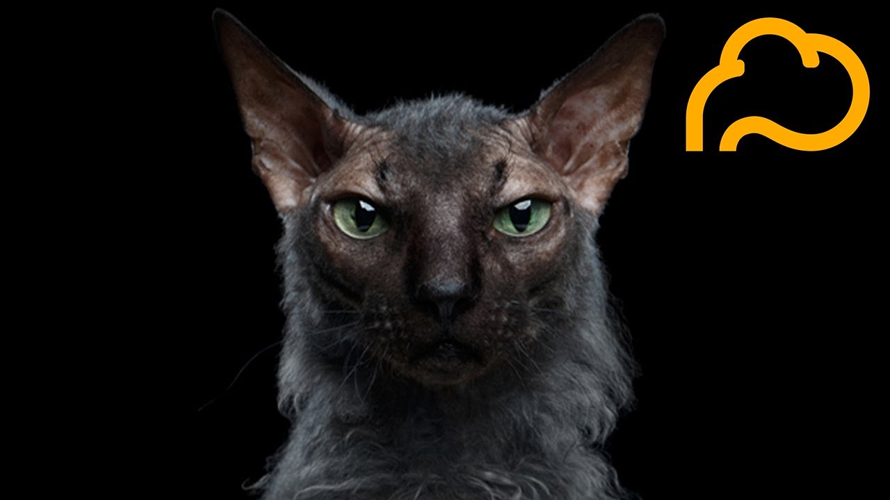 15 Rare and Unique Looking Cat Breeds