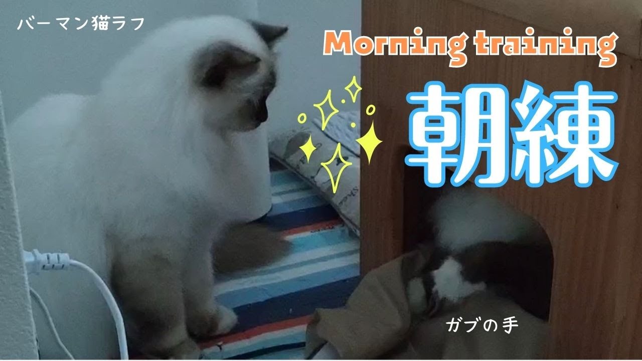 早朝から始まるバーマン猫ラフとガブの闘い【朝練】Morning training（バーマン猫）Birman/Cat