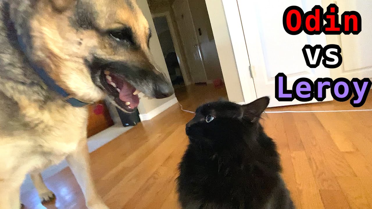 Cat vs Dog | Odin vs Leroy