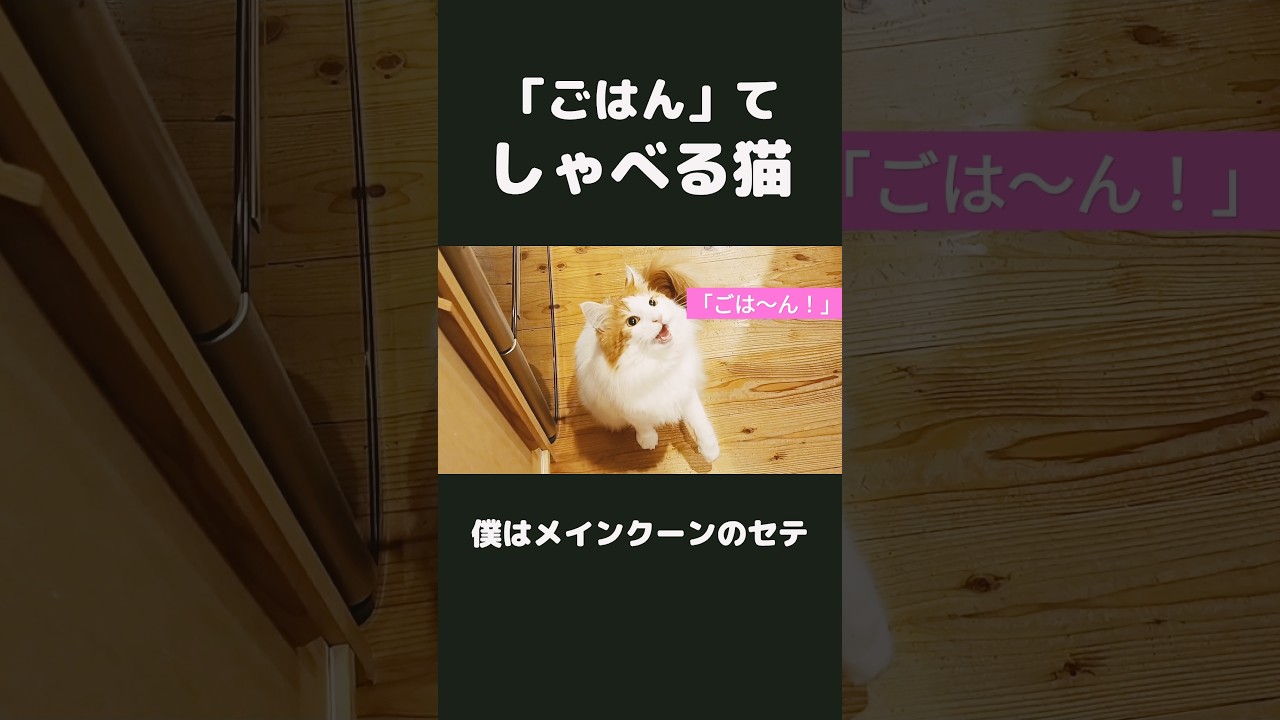 喋る猫「ごはんちょーだい！」 #猫 #メインクーン #猫のいる暮らし #cat #mainecoon
