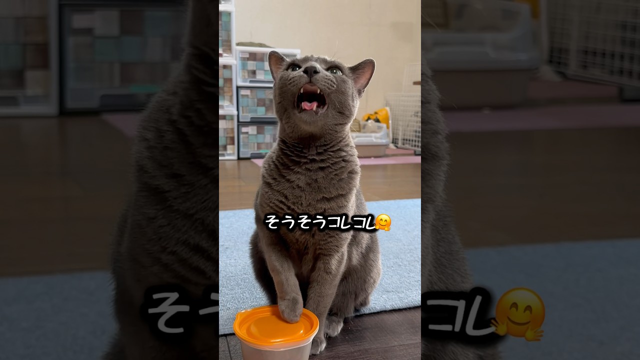 【ロシアンブルー】今朝のめろんのおねだり姿です🤭【猫】#shorts