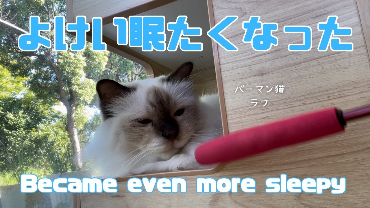バーマン猫ラフ【よけい眠たくなった】Became even more sleepy（バーマン猫）Birman/Cat