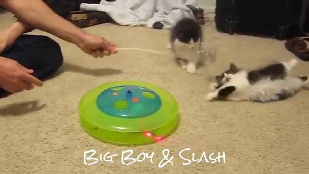 Manx longhaired 11 wk old brothers- Big Boy and Slash at Play