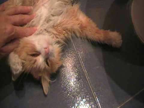 Preciosa gatita raza Cymric