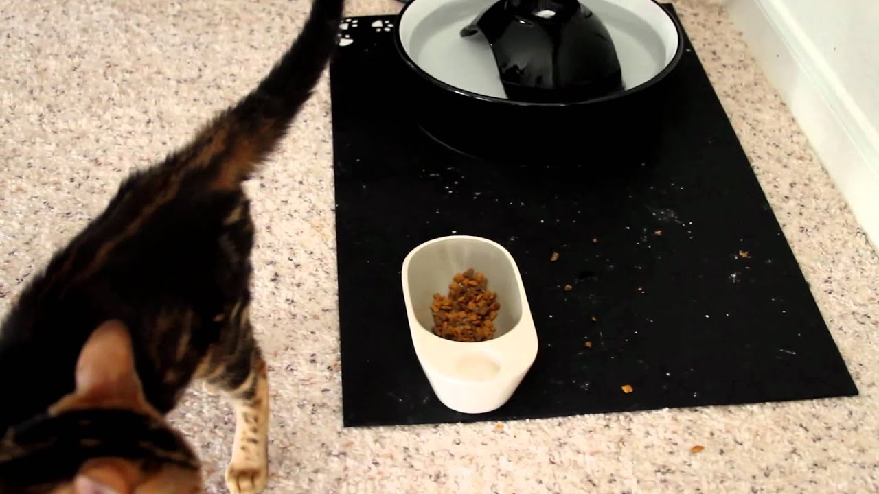 Peaches and Ellie: Havana Brown Kitten Bites Bengal Kitten's Ear