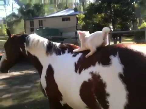 Cute Manx kitty plays on horses back, then has a little suprise!