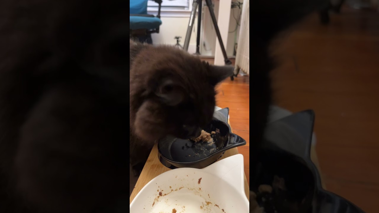 たべるねこ、しおちゃん