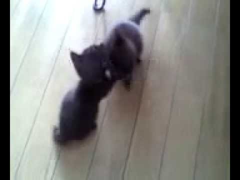 Small kitten mix, mint and solt(Havana Brown)