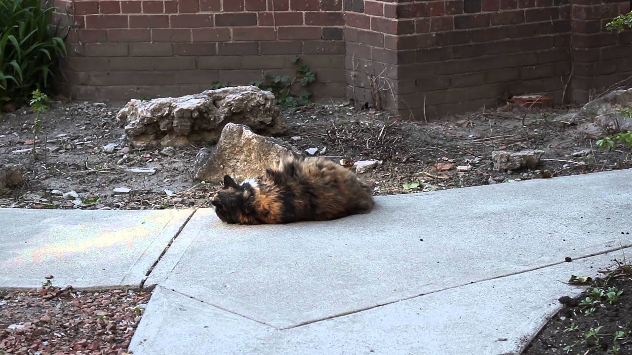 My calico Manx cat rolling around outside. Ends with a bang!
