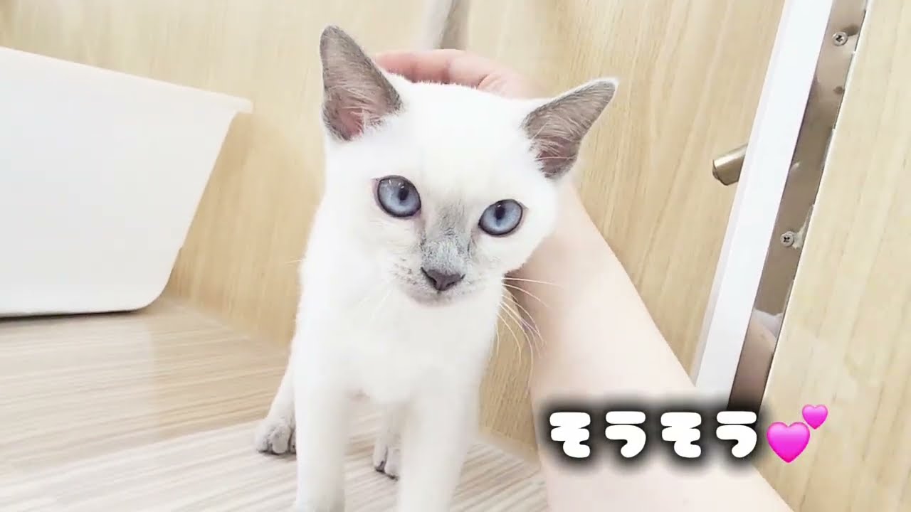 【トンキニーズ】とってもあまえんぼ！