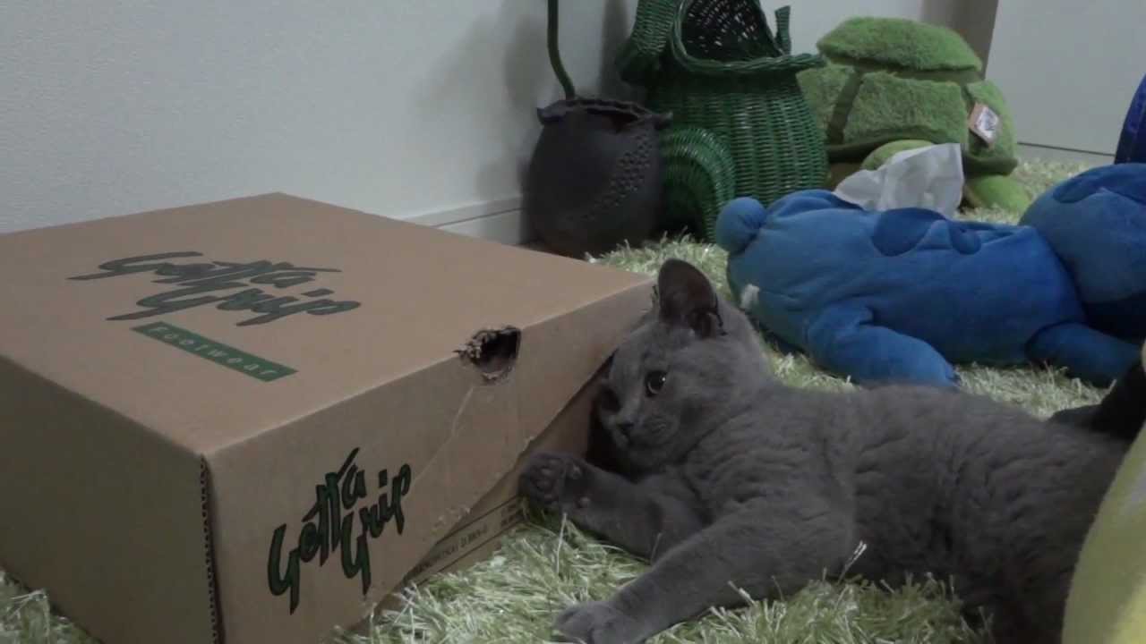 CoCoさんとCiel君⑤　～Scottish Fold＆Chartreux～