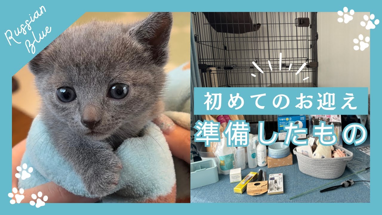 初めての子猫をお迎えする前に準備したもの【購入品紹介】