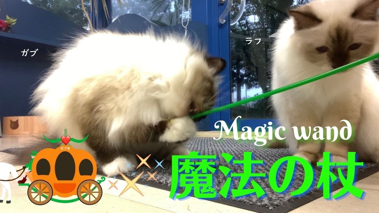 ビビデバビデブーして遊ぼう【魔法の杖】Magic wand（バーマン猫）Birman/Cat