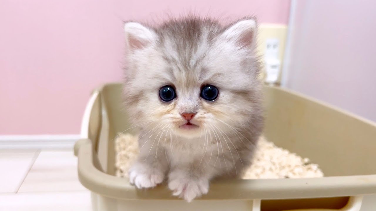 【マンチカンの子猫】トイレで宝探しが止まらない子猫の件 ～猫のいる生活Vol.1058～出産動画 マンチカン短足・ミヌエット・ペルシャ猫専門ブリーダー『ペット蔵人』【子猫の成長記録】