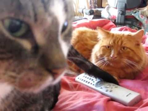 An angry cat. Who's the boss? Cymric Manx vs. European.Funny!