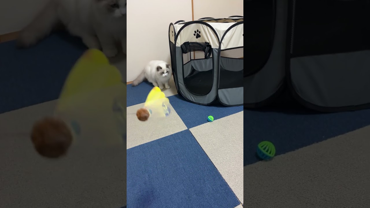 蝶々遊びにロケットスタート準備完了🐈#cat #ラグドール #猫動画