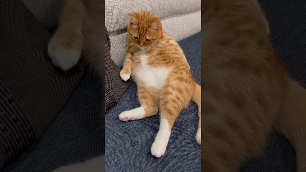 #ごまむぎちゃんねる #マンチカン #ショートレッグ #ロングレッグ #猫 #猫ミーム