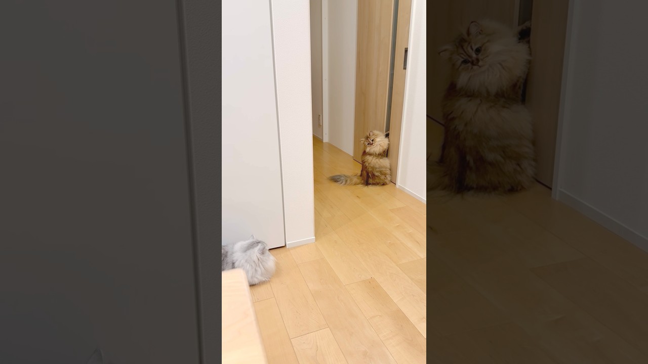 ドアを開けたい猫 【サイベリアン】 #Shorts