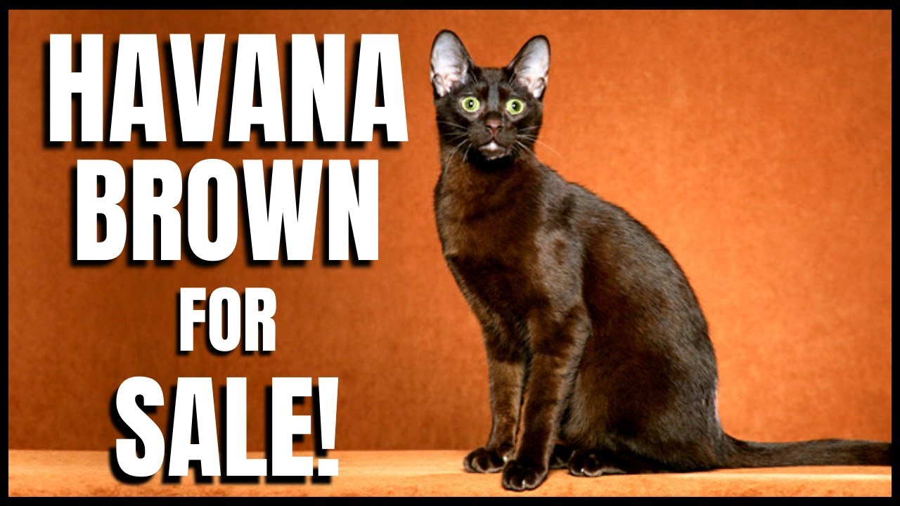 Havana Brown for Sale!