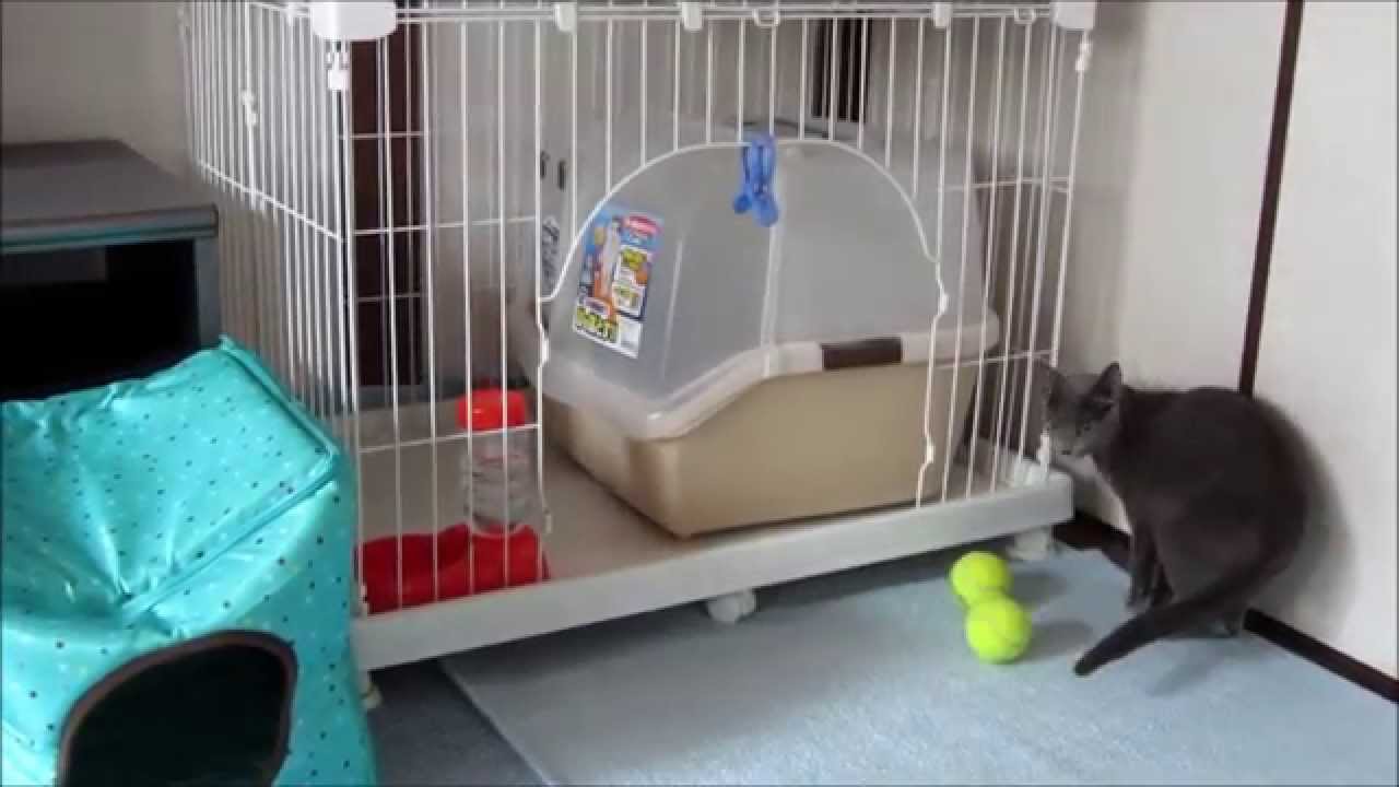 人見知りする、ロシアンブルーのロシ子。