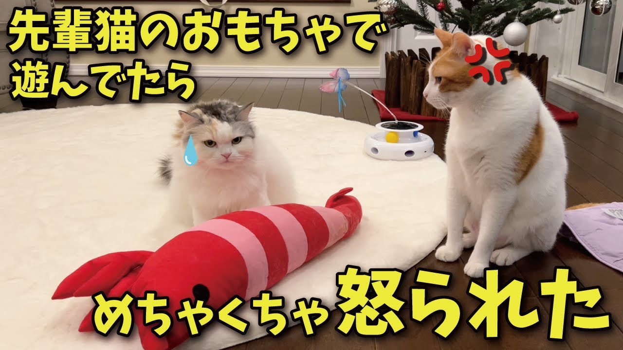 先輩猫の大切なオモチャを勝手に使ったらめちゃめちゃブチ切れられた【関西弁でしゃべる猫】【猫アテレコ】