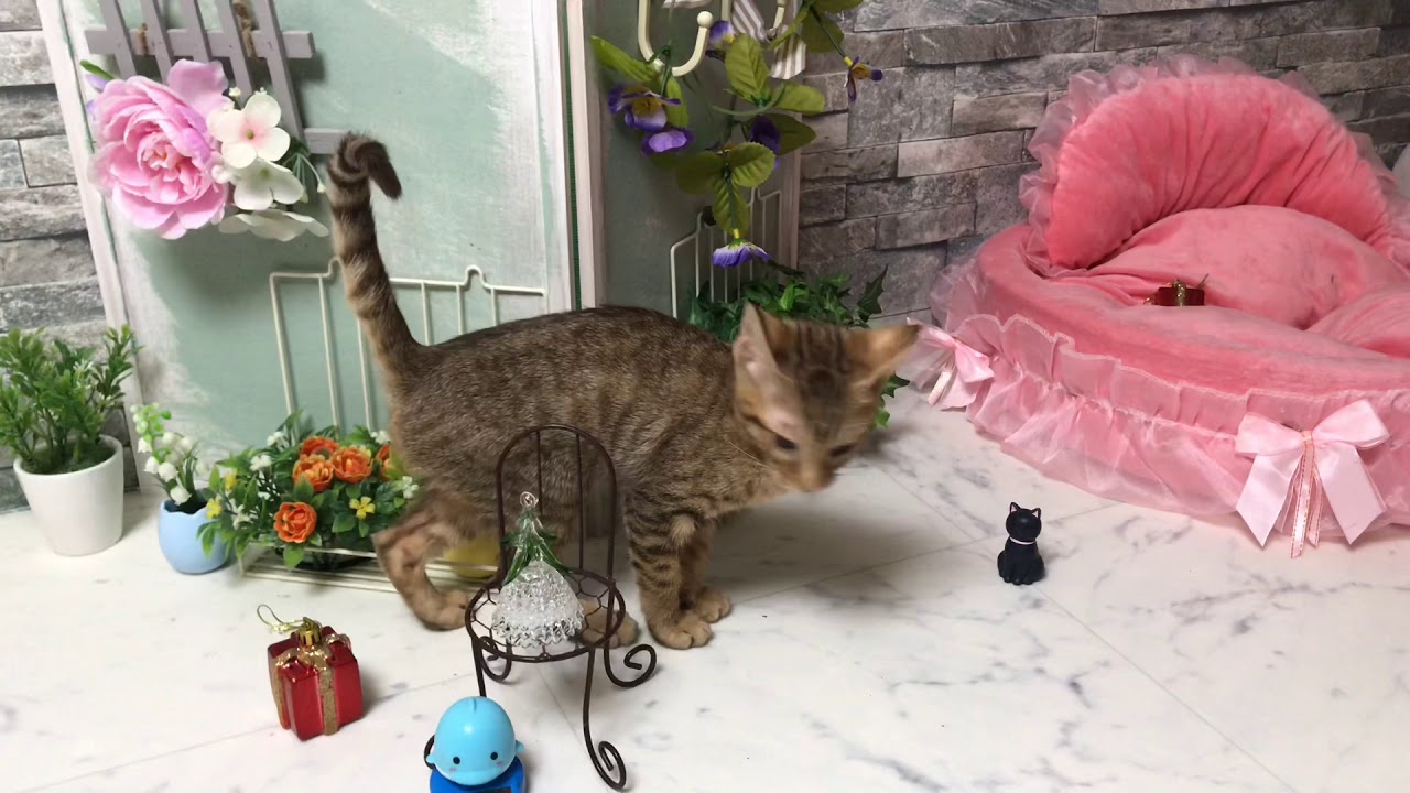 【ナナハチ’s ROOM】オシキャット  の女の子① 20190415