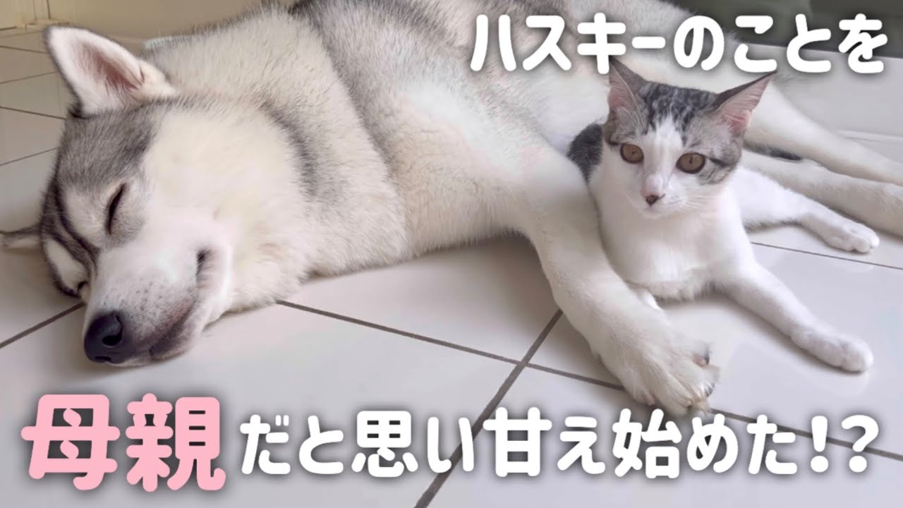 【本当の親子みたい？！】子猫が自らハスキーに甘えだしました…