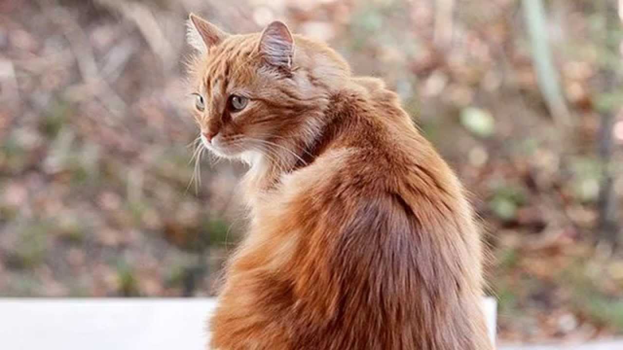 Кошка Кимрик показ слайдов 2015!