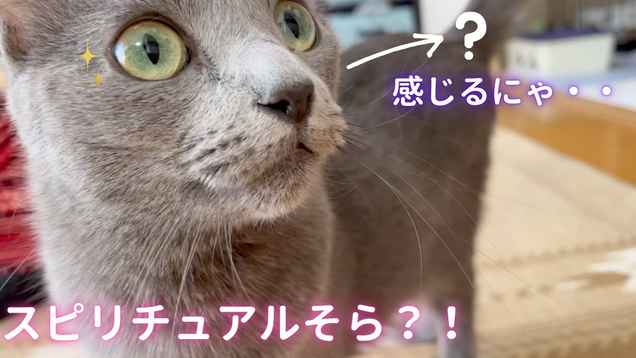 【猫ロシアンブルー】猫霊媒師そらちゃん⁉️