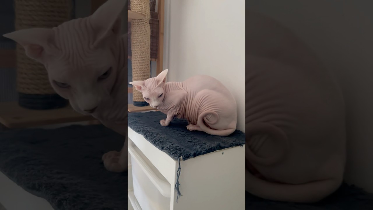 シワシワピンクの毛のない猫【スフィンクス猫】