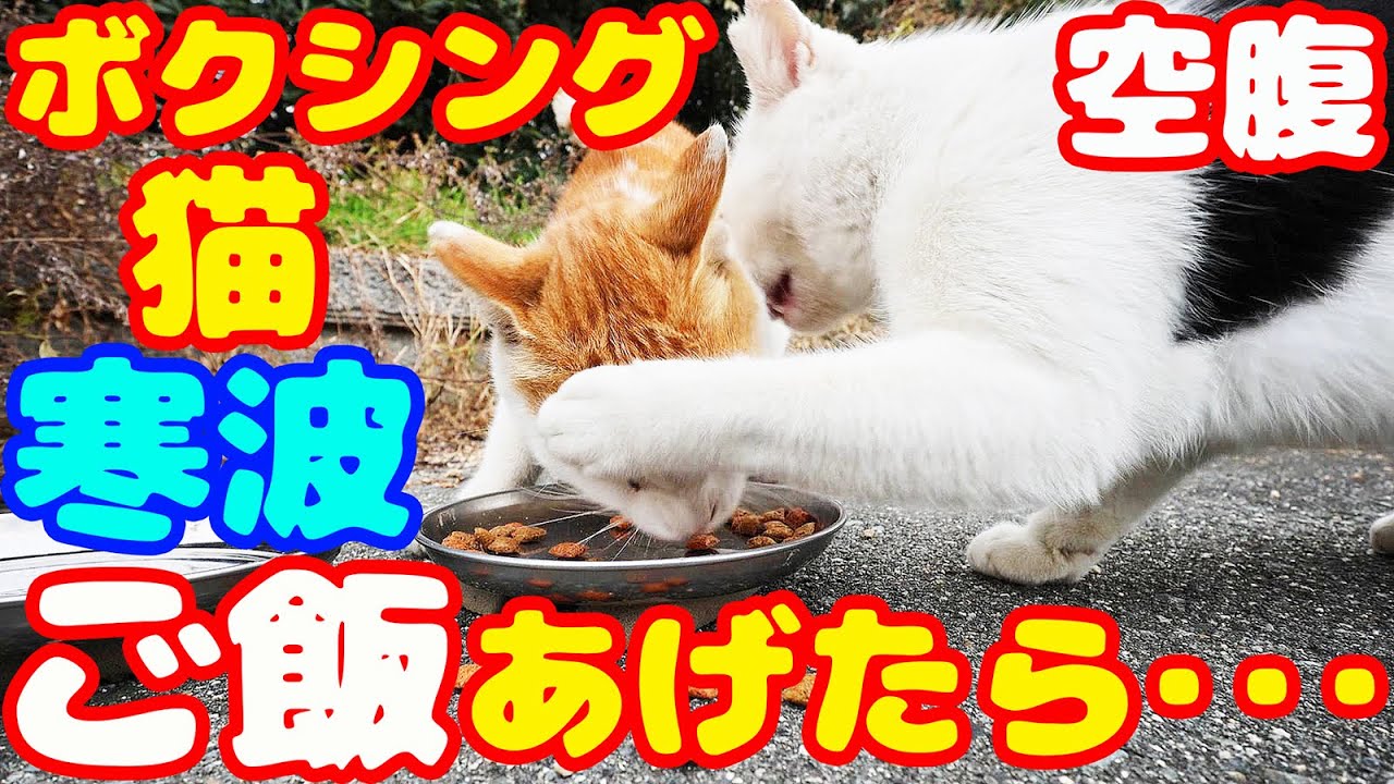 寒波 ボクシング猫にご飯をあげたら・・・ さくらねこへの給餌