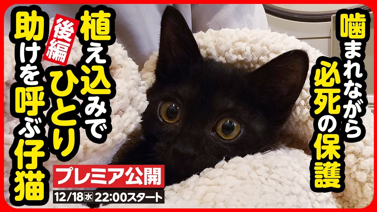【子猫 保護】ひとりぽっちで鳴き続けた子猫...人も猫も好きになれるように【後編】