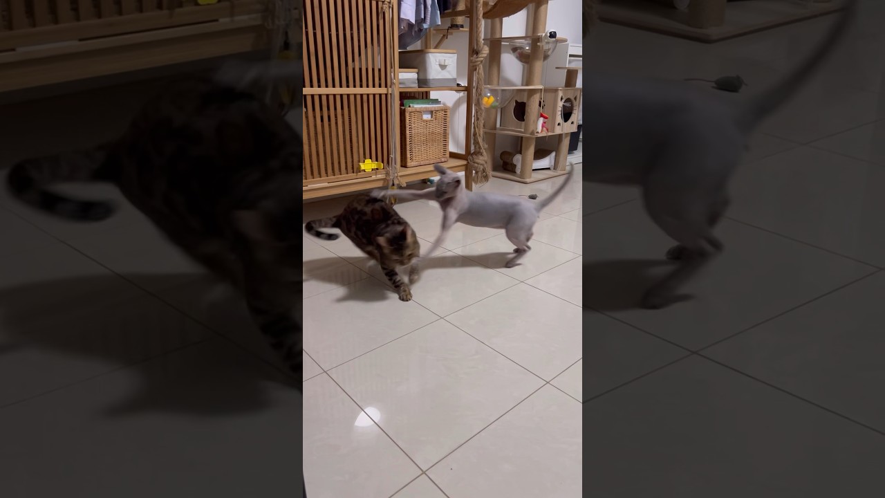 猫の兄弟バトル【ベンガル/スフィンクス猫】