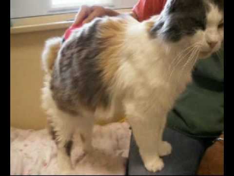 ADOPTED!!Adopt Cassandra-Pastel Calico/Cymric! (Long Haired Manx)