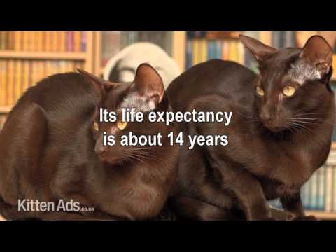 Kittenads breed guide to Havana Brown Cat