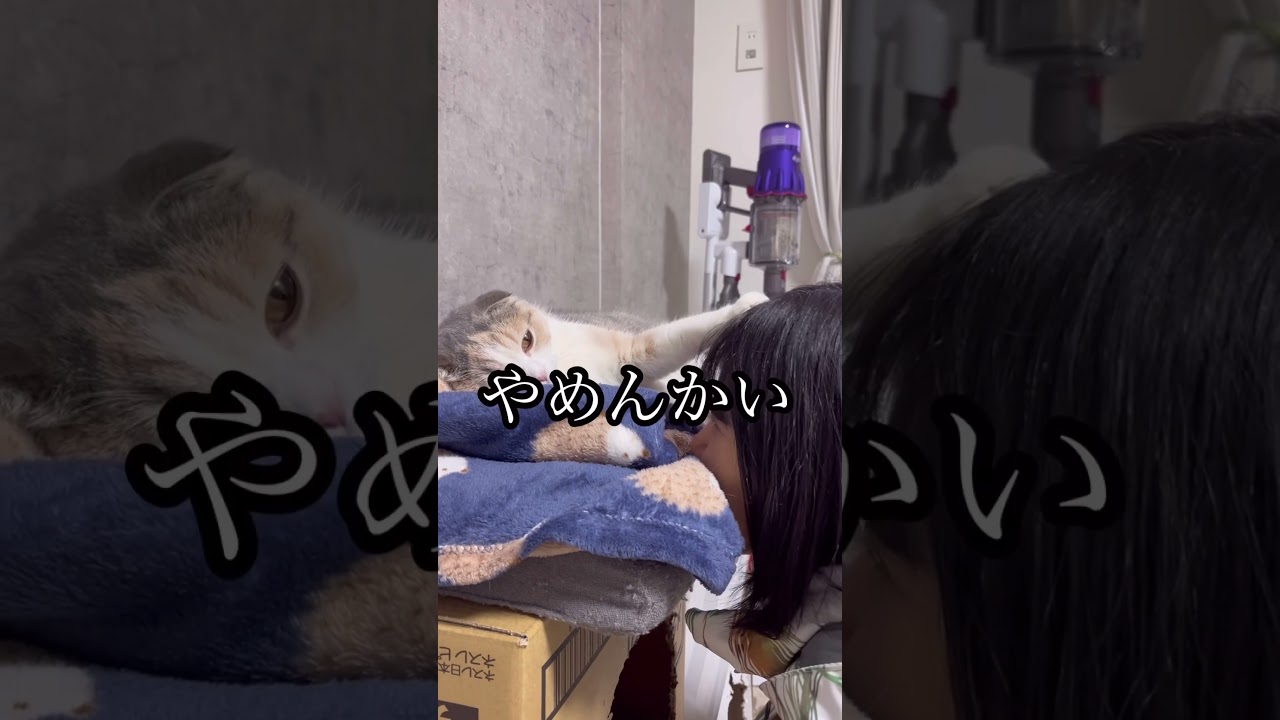 不貞腐れてる…笑　#youtubeshorts #youtube #cat #スコティッシュフォールド #猫好きさんと繋がりたい #猫のいる生活 #猫のいる暮らし #ねこ #猫 #animals