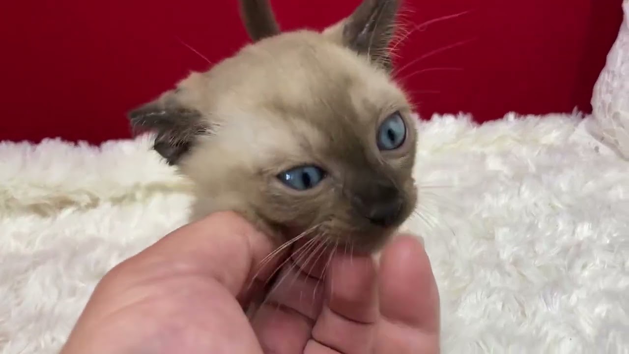 トンキニーズ 大変可愛い子ですよ！　ナチュラルポイント