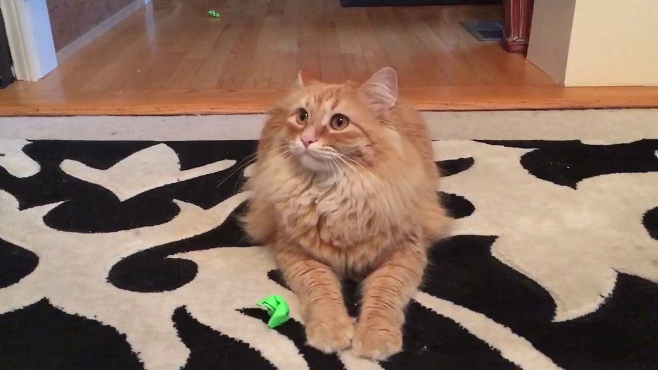 Winston learns to Fetch