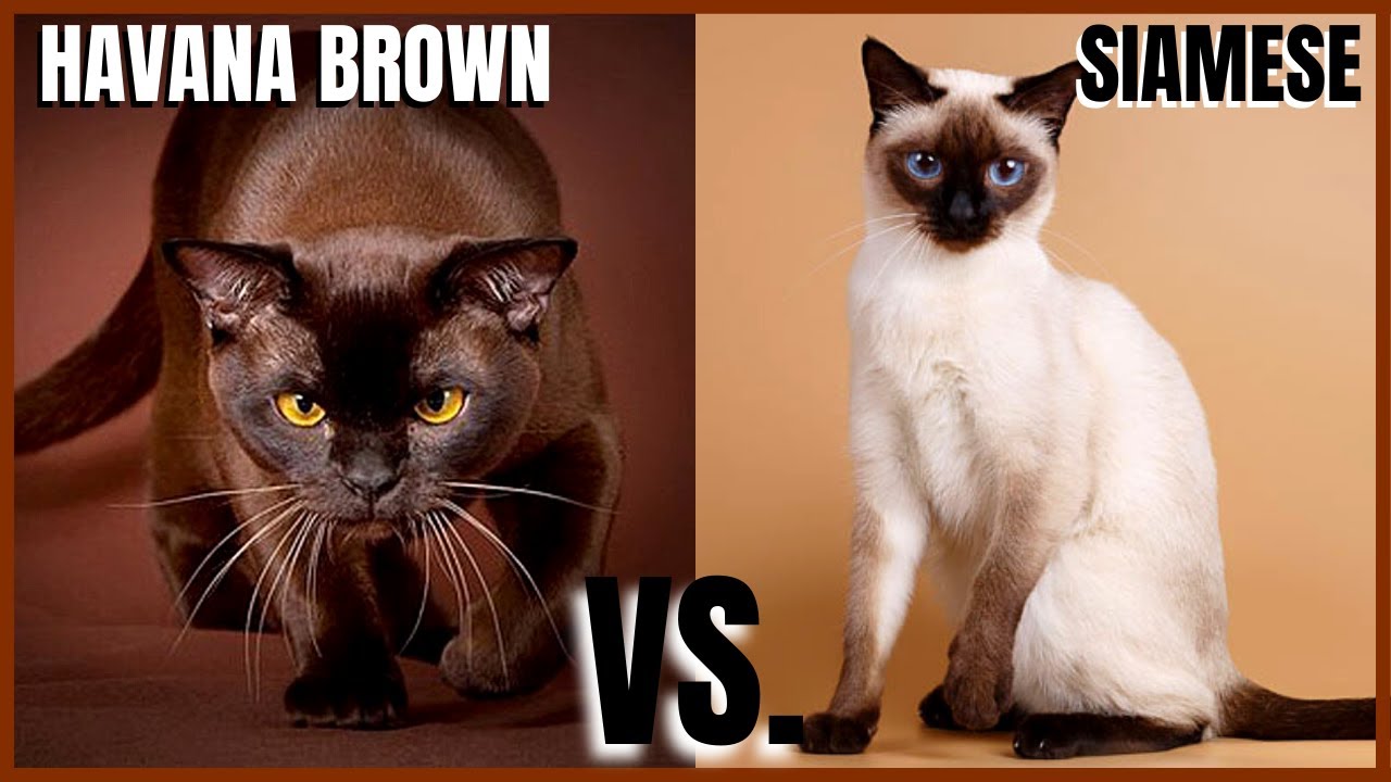 Havana Brown Cat VS. Siamese Cat