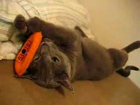 ネココロリでまったり