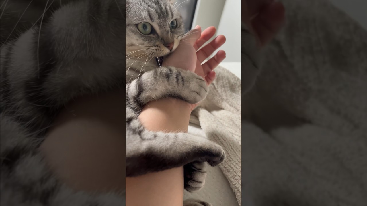 【猫動画】もう二度寝してもいいよね⁇笑 #shorts