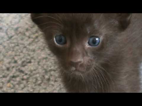 havana brown kittens