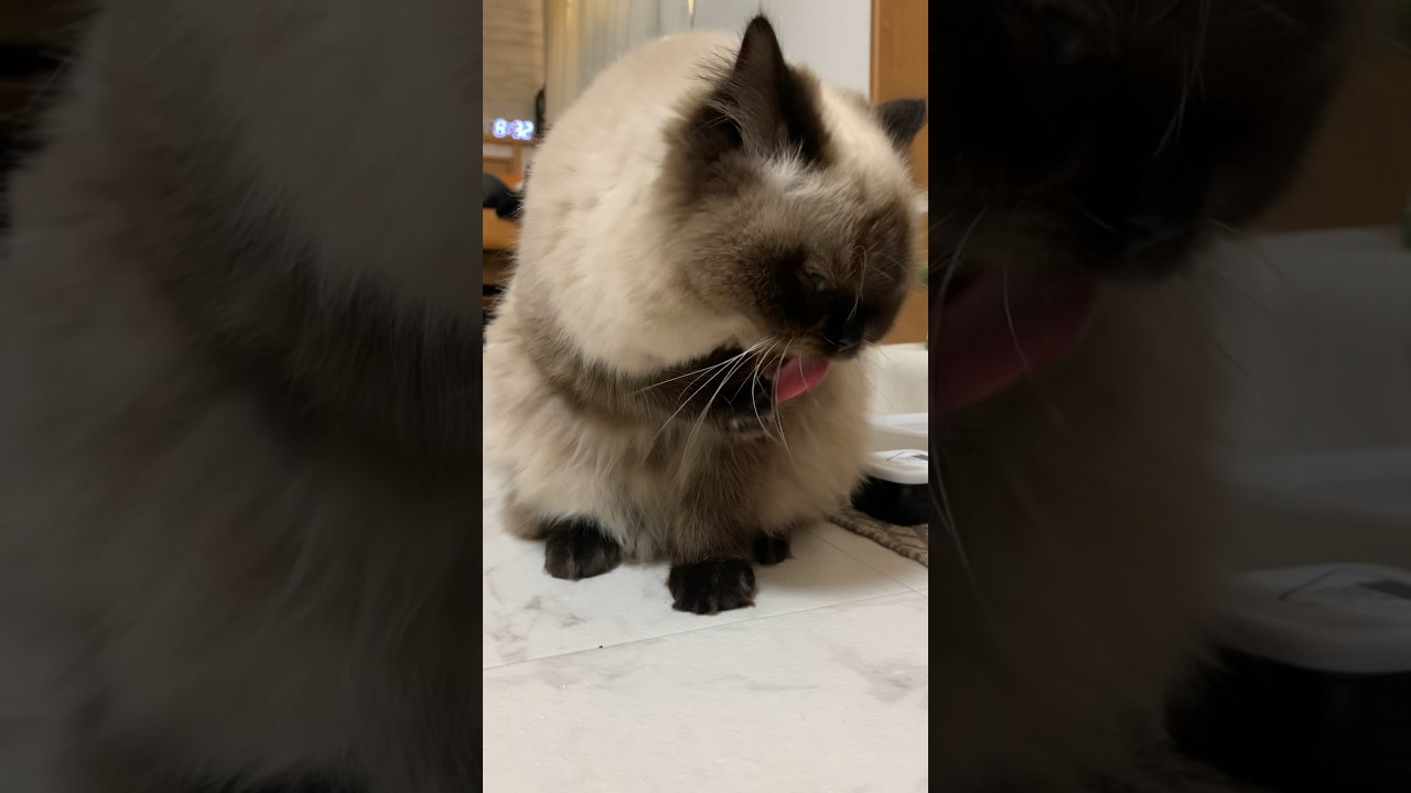 寝る前の準備！！ #猫 #猫のいる生活 #日常 #ヒマラヤン #猫のいる暮らし #shorts