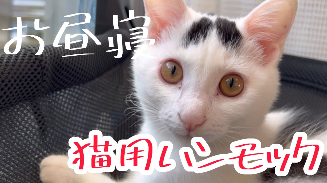 猫用ハンモックでついにお昼寝！お嬢ミルねーさん