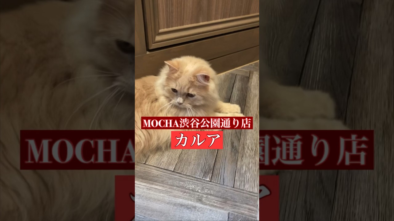 🐱カルア🐱　猫カフェMOCHA渋谷公園通り店　(ラガマフィン♂)　2024/5/22 撮影分　#日替わり猫カフェにゃんこ
