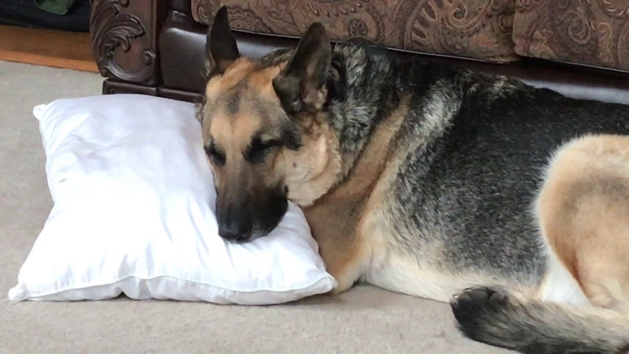 Odin Steals the Show, Then Takes a Nap