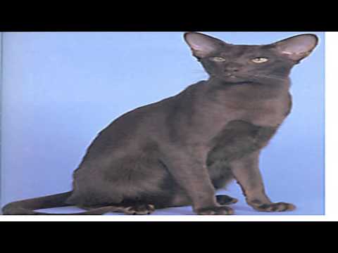 havana brown cats 101